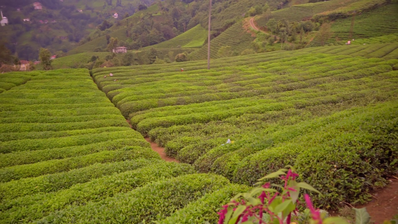 等待收割的茶园，土耳其Rize省视频素材