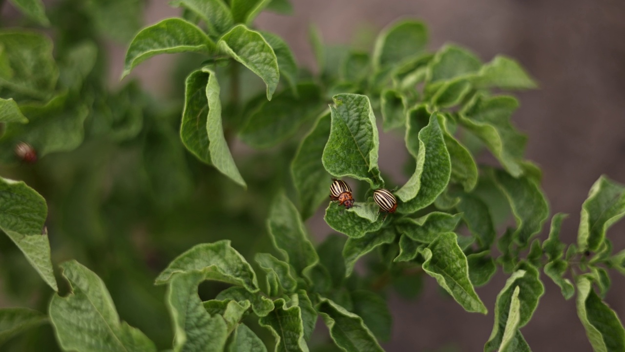 科罗拉多马铃薯甲虫，Leptinotarsa decemlineata，在马铃薯的叶子。对农场和花园的农作物造成巨大损害的害虫。视频素材