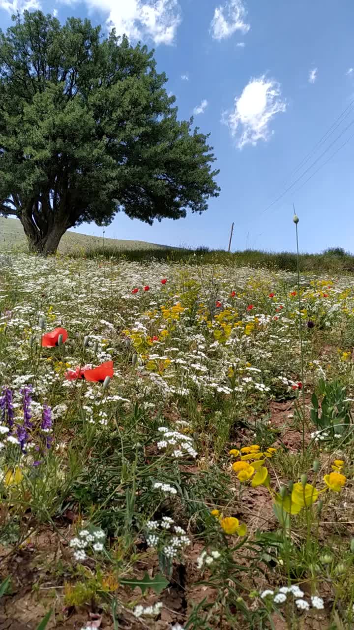 野花草地(Sivas province of Türkiye)视频素材