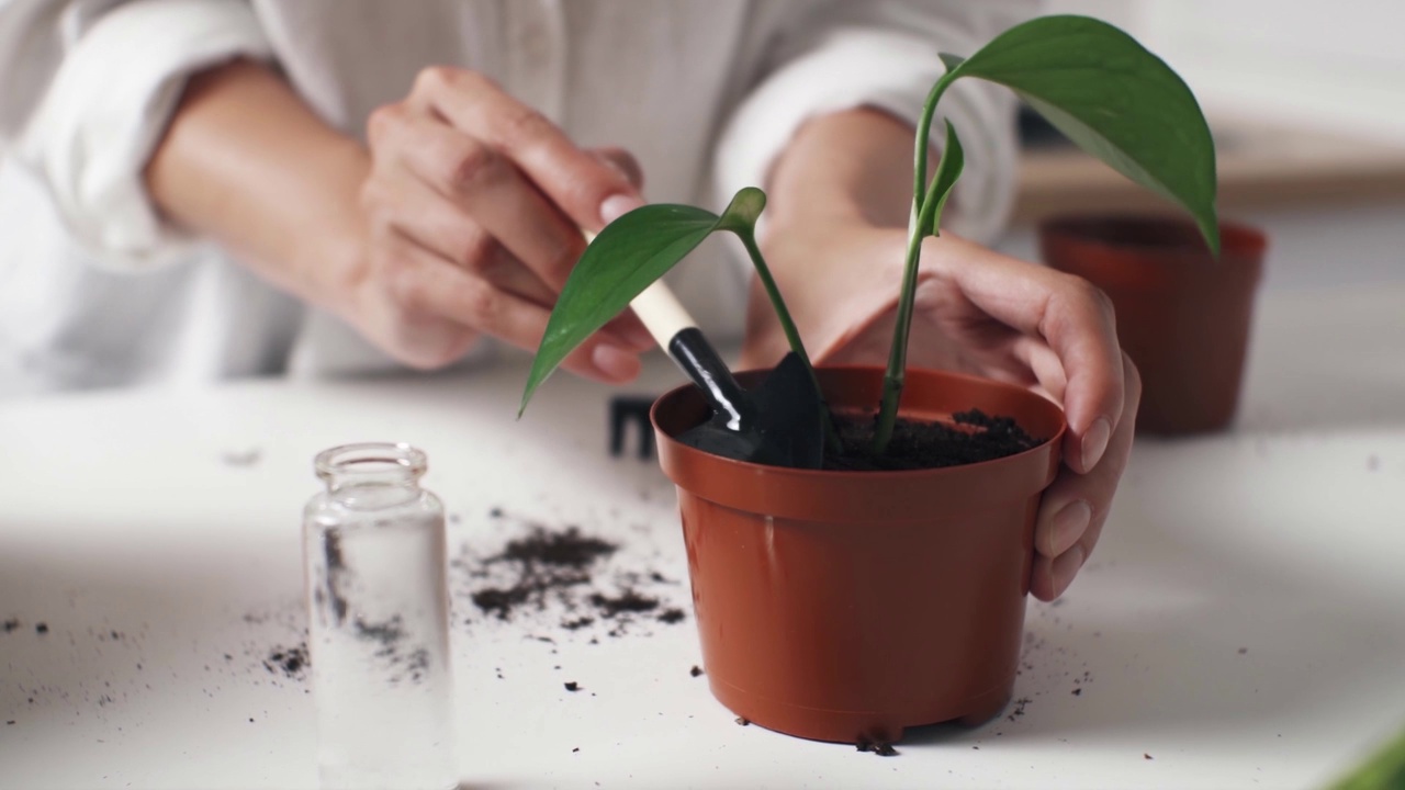 花匠园丁关怀赋予植物新的生命，移植家庭室内植物，添加土壤视频素材