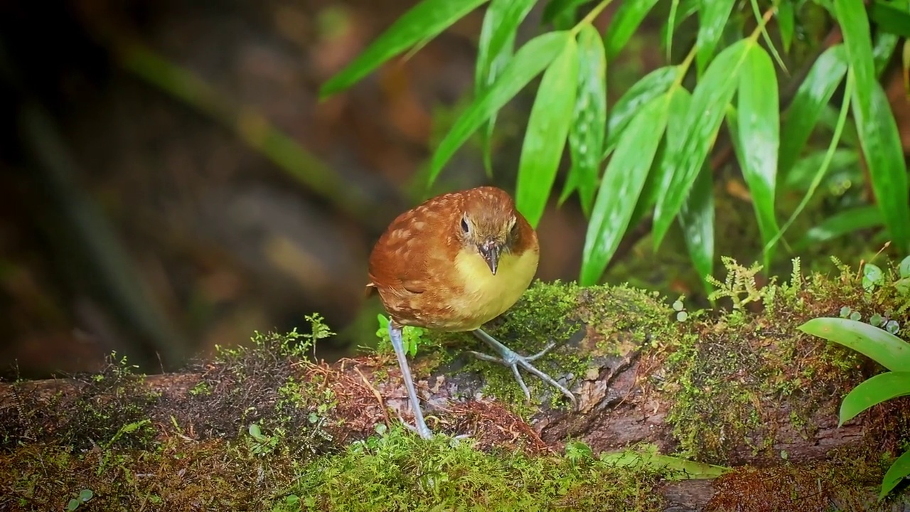 黄胸安pitta - Grallaria flavotincta鸟，产于哥伦比亚和厄瓜多尔的Grallariidae，自然栖息地是热带潮湿的山地森林，鸟在丛林中吃蚯蚓视频素材