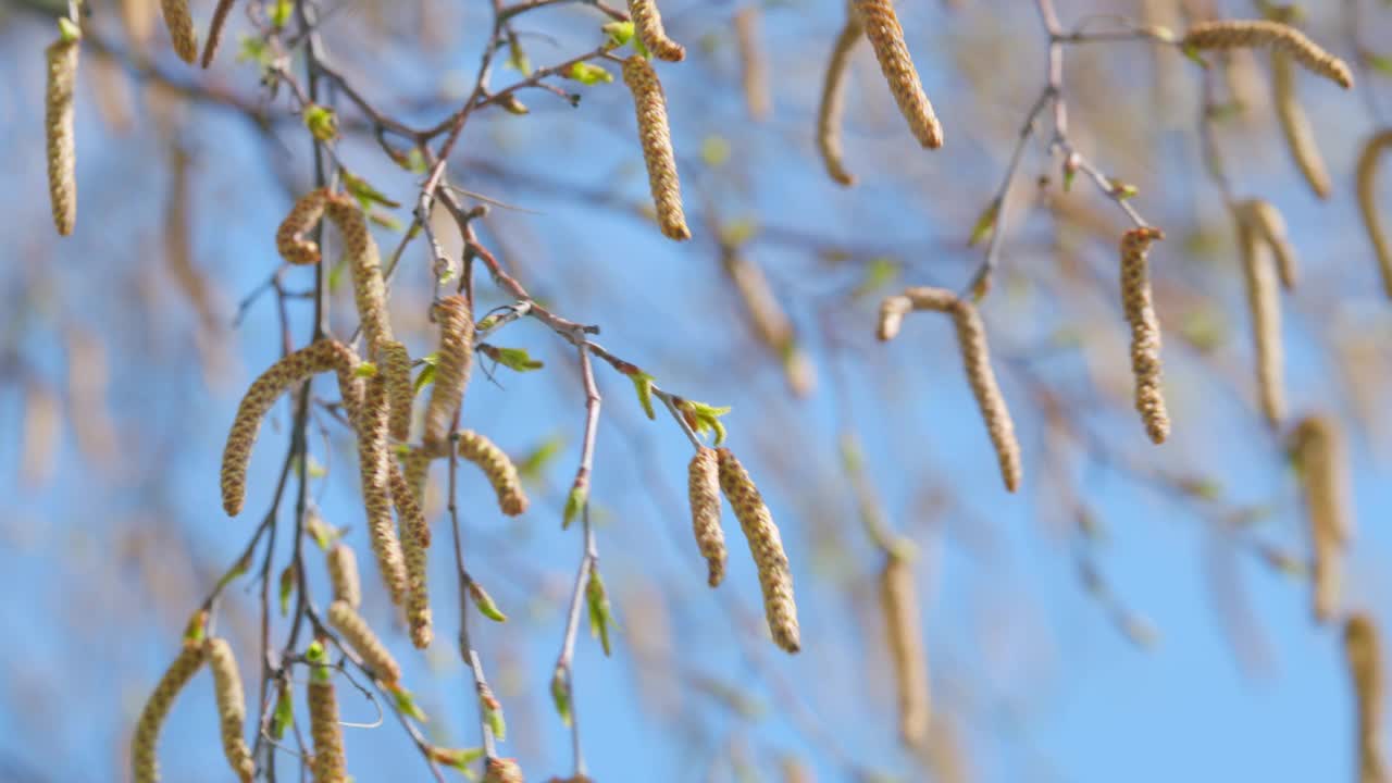 早春时节的白桦树裸露着。白桦树在微风中微微摇曳。清澈的蓝天背景。关闭了。视频素材