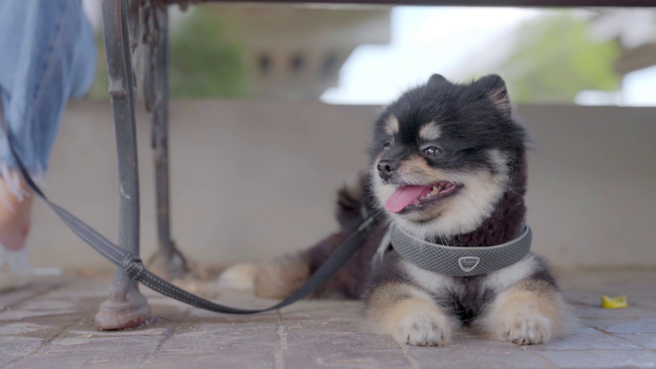 黑色的博美犬和主人一起坐在地板上放松。宠物情人的概念视频素材