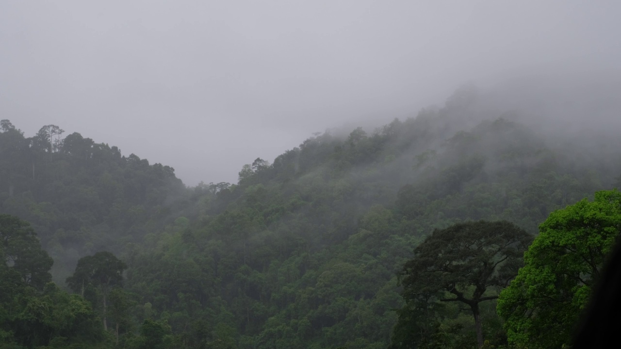 雾天的热带雨林和山丘景观视频素材