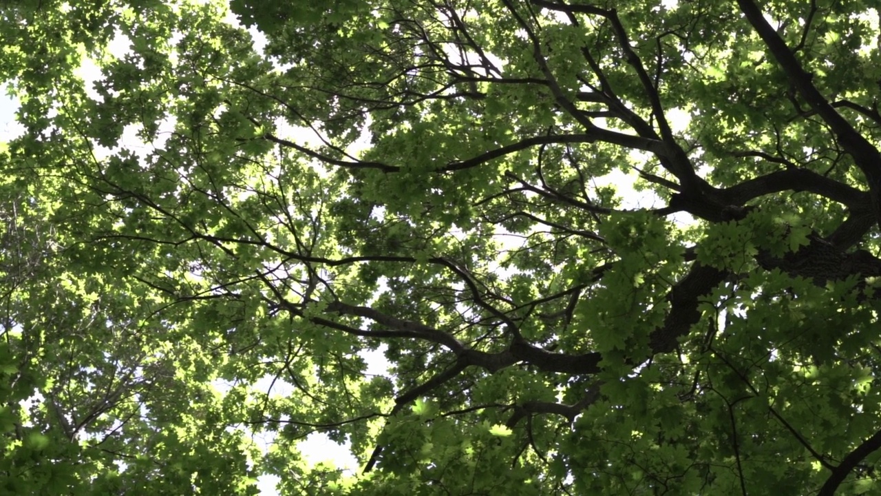 森林里的绿树。夏季阳光森林背景下旋转树冠。视频素材