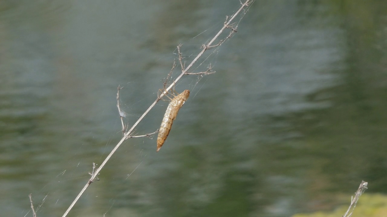 蜻蜓栖息在湿地的树枝上。视频素材