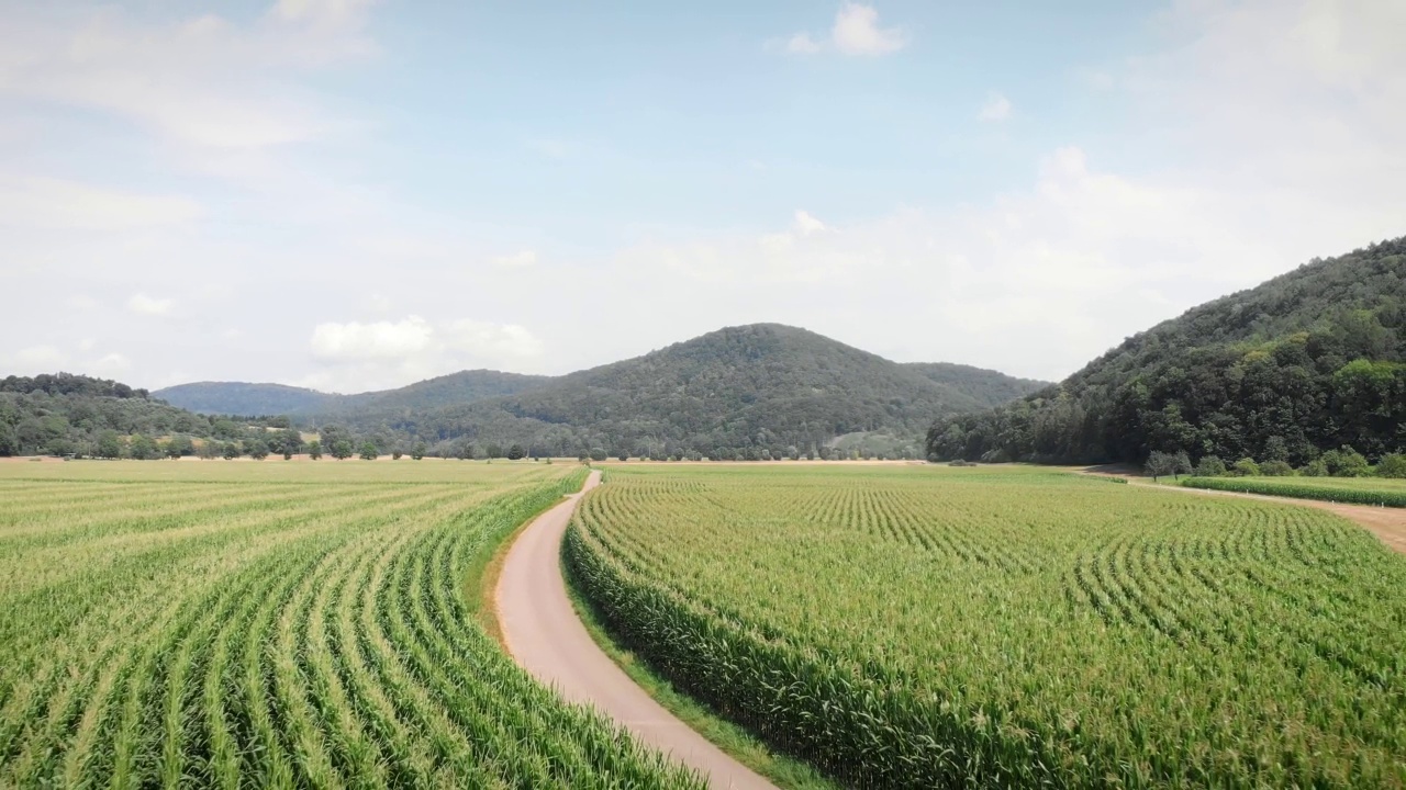 飞越长而开阔的道路，穿越荒芜的绿色田野。夏日阳光明媚时的宁静风景。夏季农田和草地。玉米田之间的狭窄乡村道路。农学视频素材