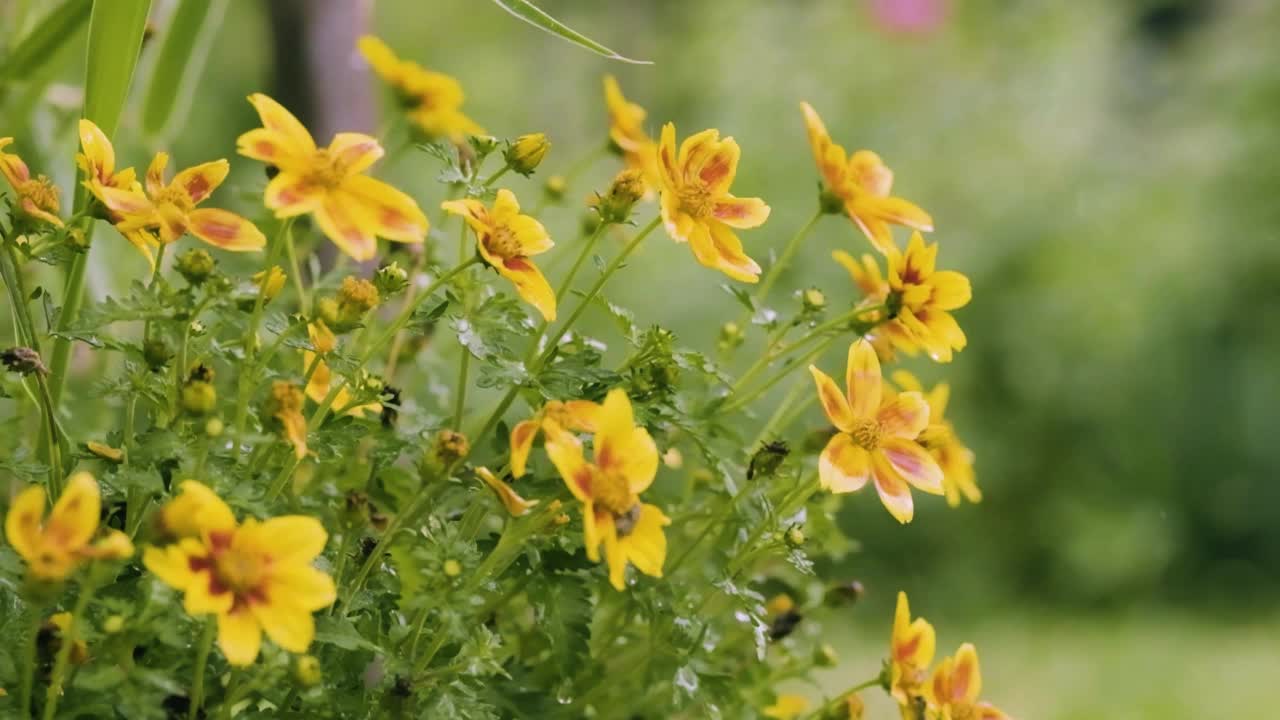 黄鬼竹花在花坛。盛开的鲜花花园特写。盆栽苦楝花。视频素材