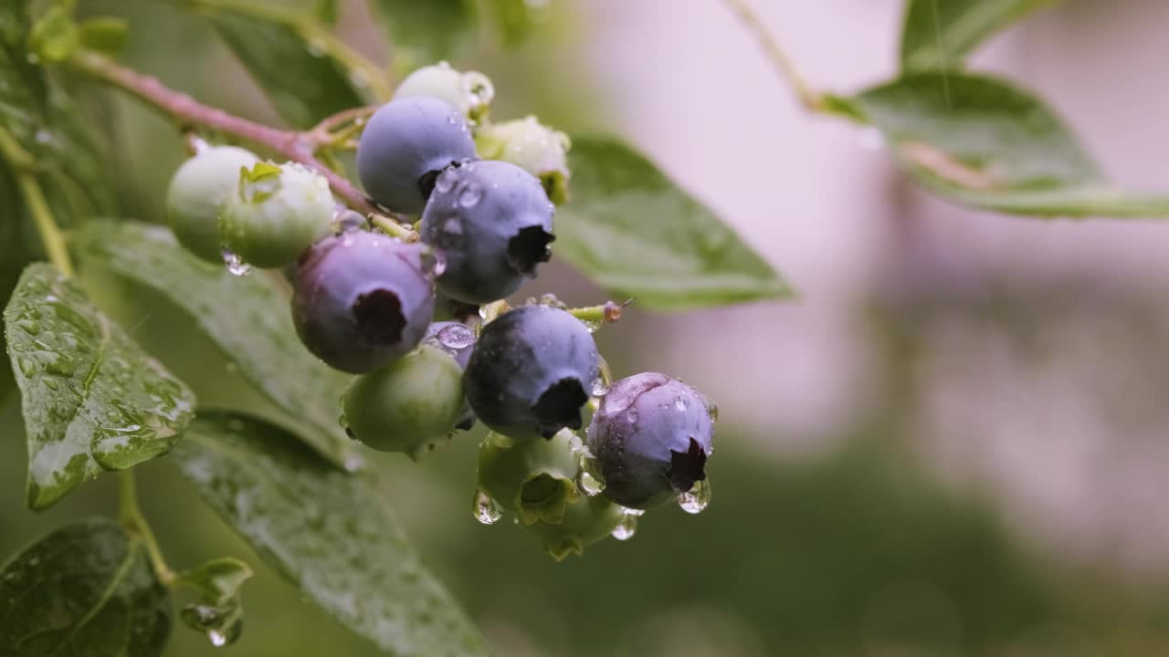 夏日的雨水洒在花园里，灌木上长着成熟的蓝莓。在后院近距离种植的越橘。高灌木或高蓝莓丛。在花园里收获蓝莓视频素材