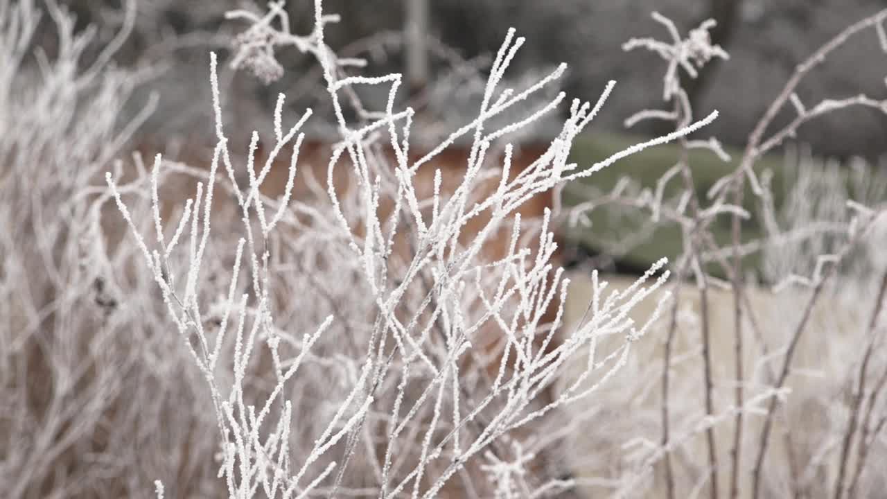 霜冻干燥植物视频素材