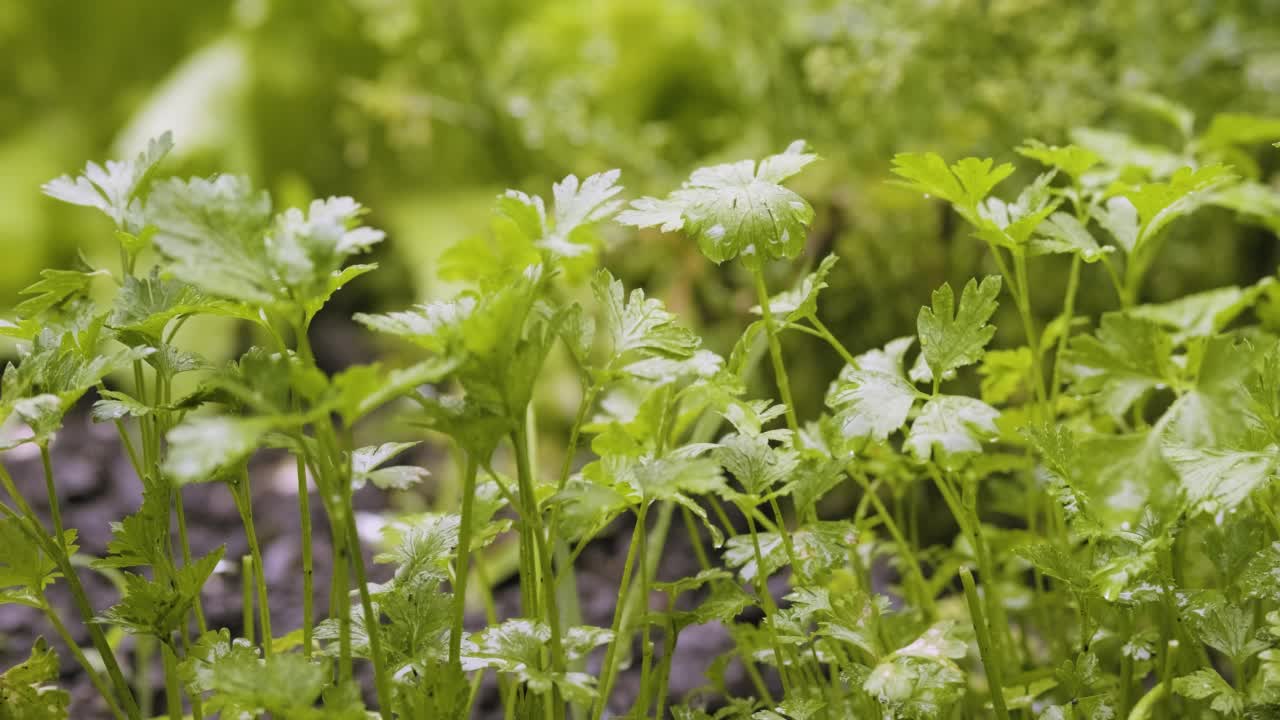 夏雨在后院的菜园里。有绿色植物的家庭花园-洋葱，生菜和欧芹。绿色的欧芹芽和花在花园的床上视频素材