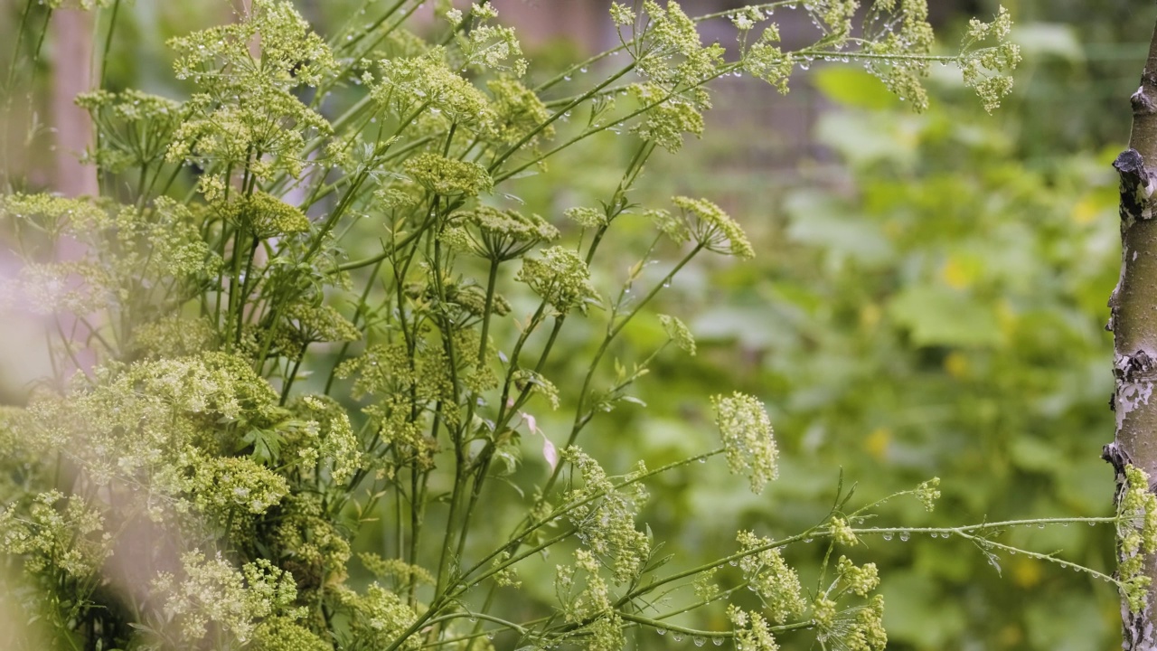 夏雨在后院的菜园里。有绿色植物的家庭花园-洋葱，生菜和欧芹。绿色的欧芹芽和花在花园的床上视频素材