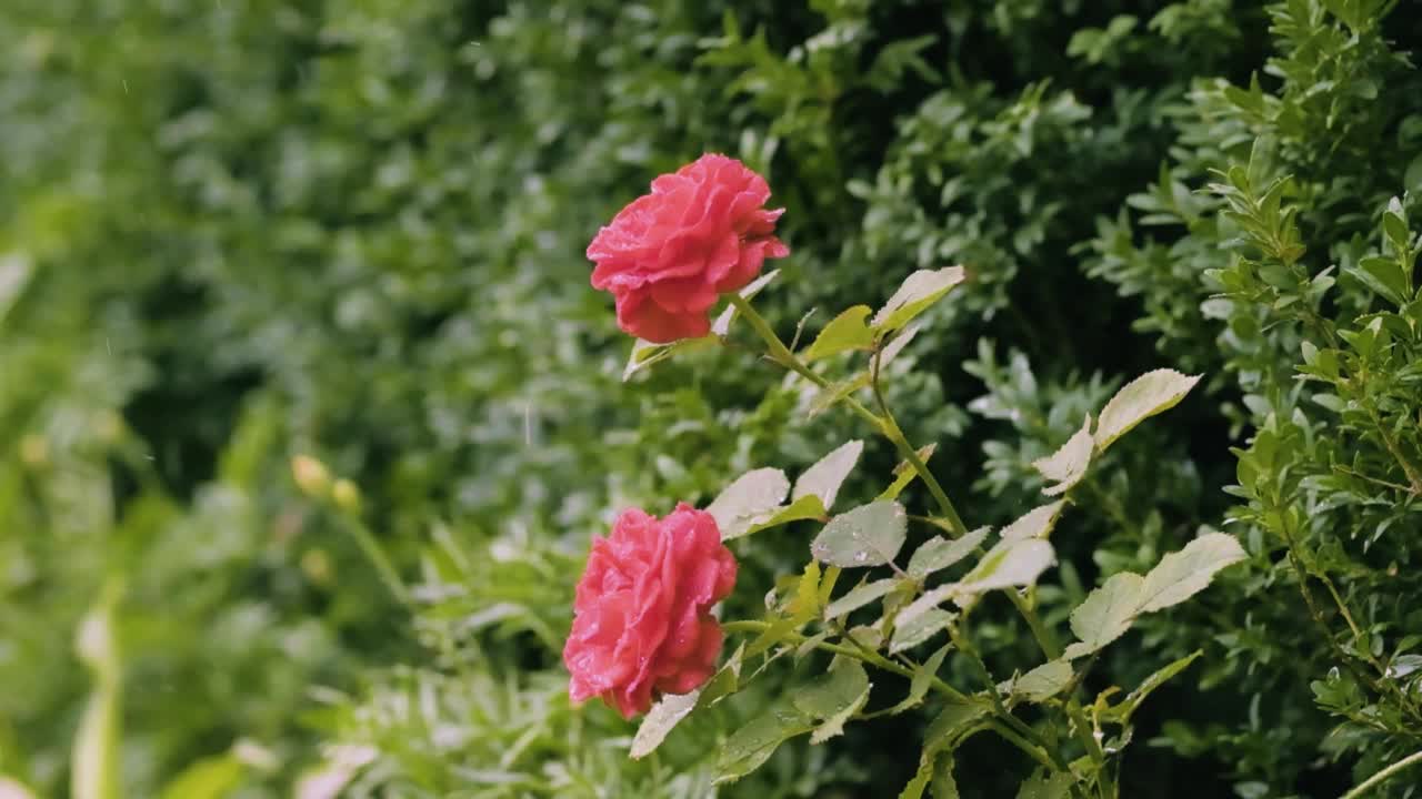 下雨天花园里的粉色玫瑰丛，慢镜头。玫瑰花在花坛上。下雨天在花园里视频素材