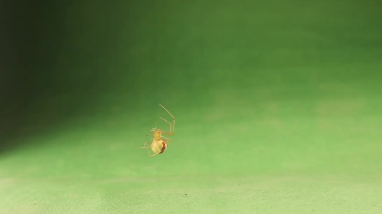 蜘蛛在绿色的背景上爬丝。
它被称为糖果条纹蜘蛛网编织器(Enoplognatha ovata)。
蜘蛛孤立的特写。
昆虫，昆虫，昆虫，昆虫。
野生自然、野生动物视频素材