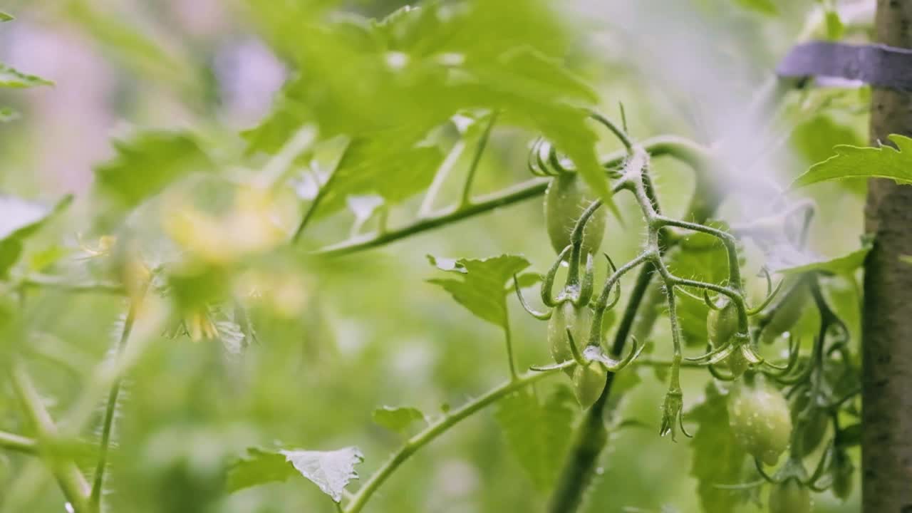 夏雨在后院的菜园里。盛开的番茄灌木的特写。花园苗圃里未熟的西红柿。雨滴落在绿色的西红柿上视频素材