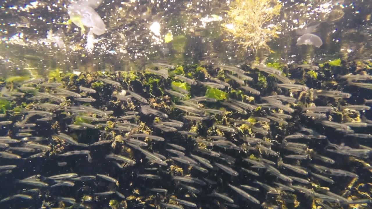 鱼类寻找食物，海洋污染问题使海洋动物的危险视频素材