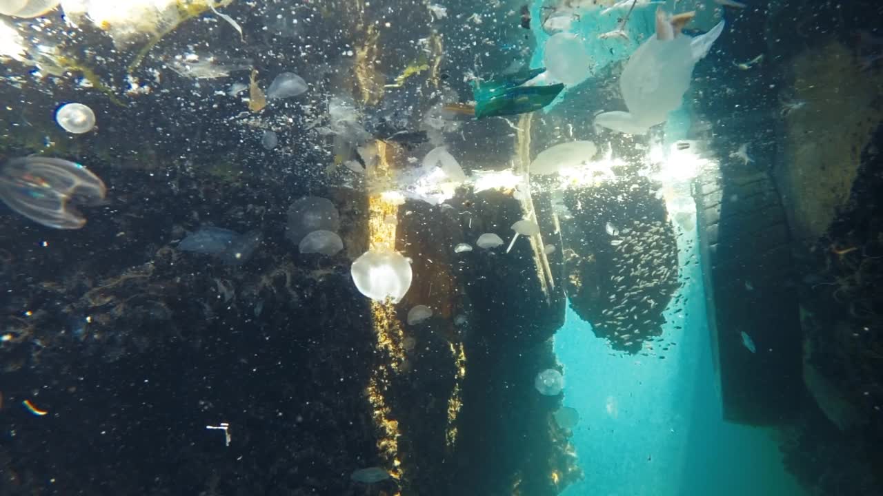 鱼类寻找食物，海洋污染问题使海洋动物的危险视频素材