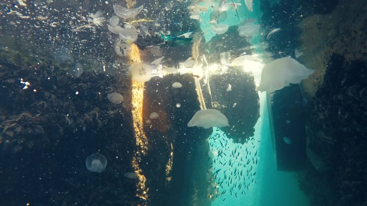 鱼类寻找食物，海洋污染问题使海洋动物的危险视频素材