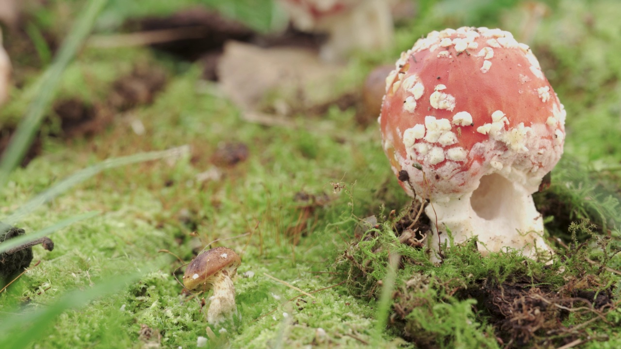 毒伞，一种红蝇木耳。苔藓中的蘑菇特写。向前移动视频素材