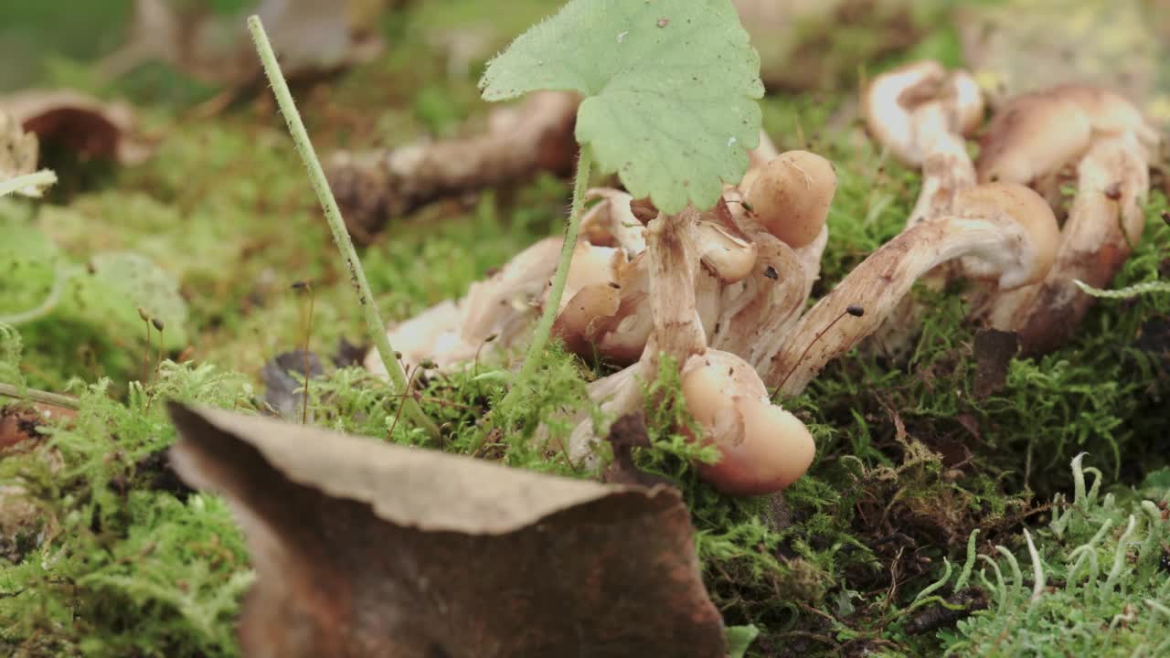 切碎蜜菇，铺在青苔上。绕圈射击。视频素材