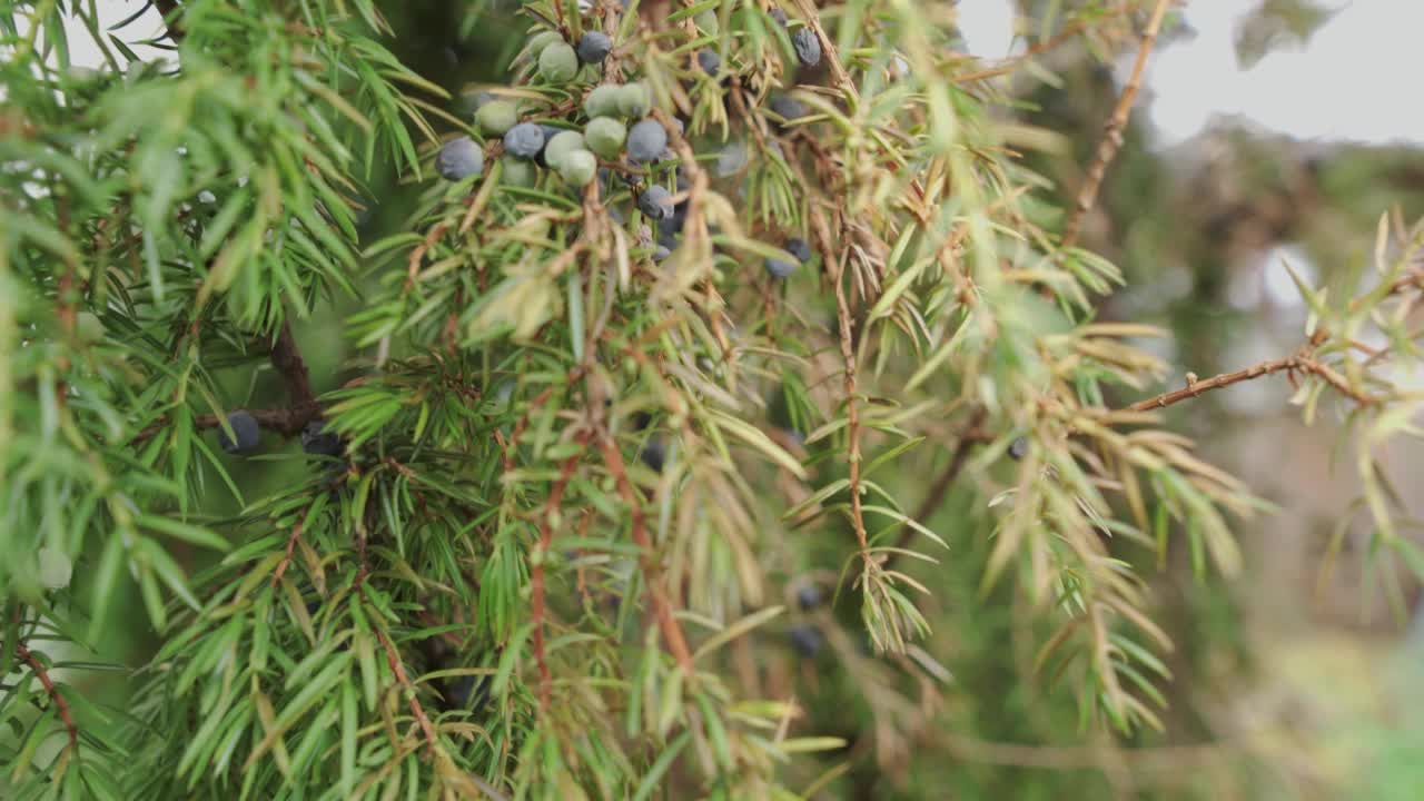 杜松和浆果的特写。相机幻灯片。视频素材