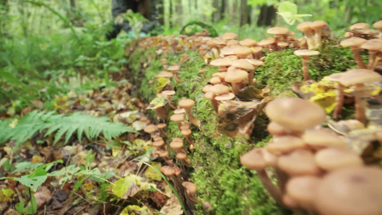 蜜菇长在倒下的树上。森林里有很多蘑菇。视频素材