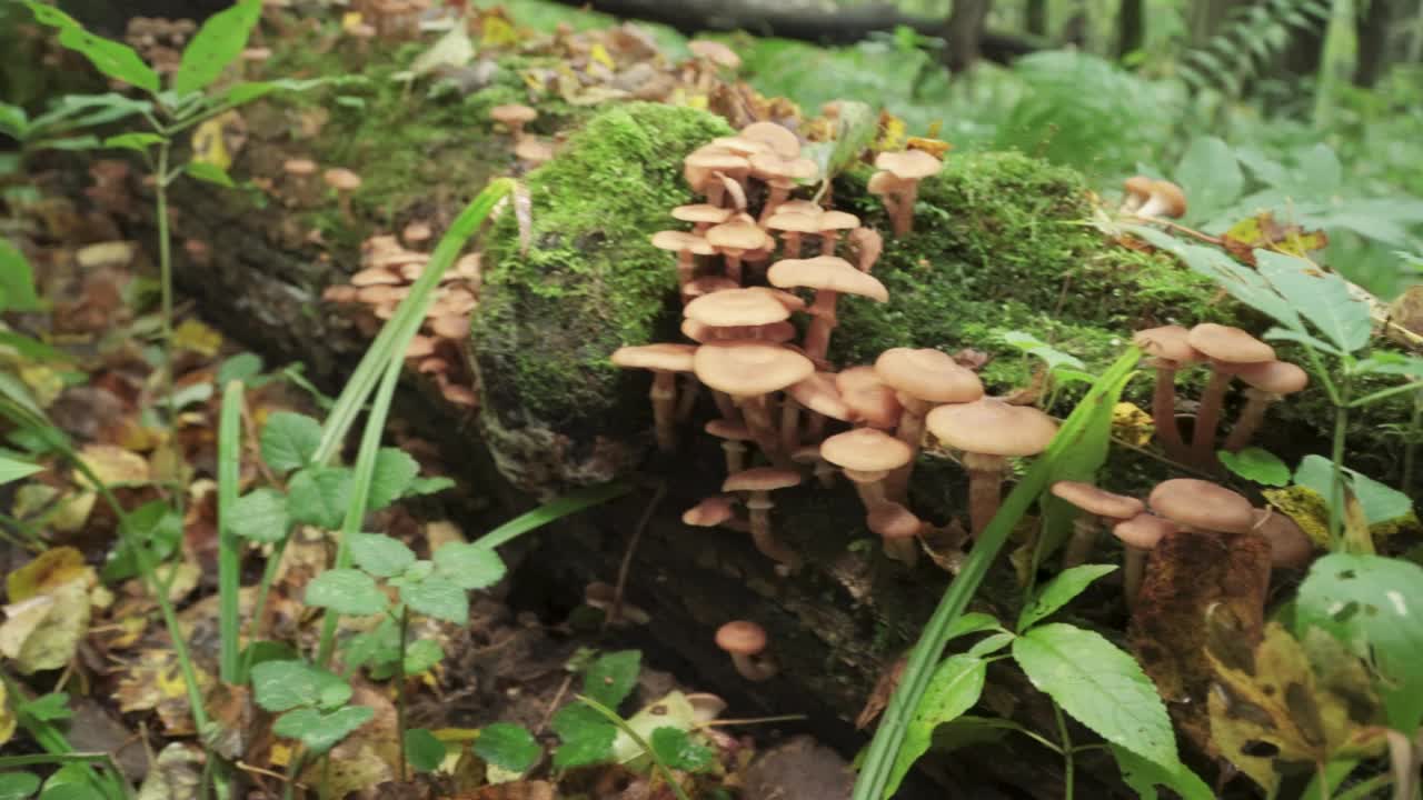 蜜菇长在倒下的树上。森林里有很多蘑菇。视频素材