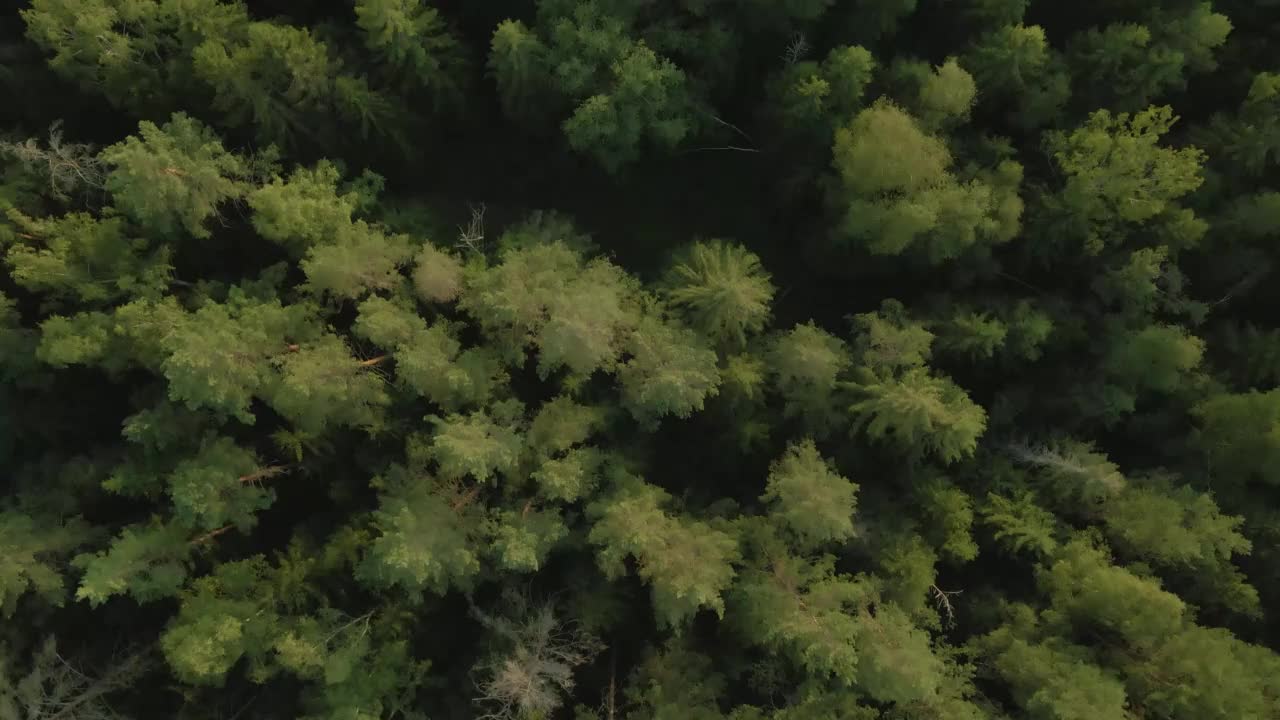 茂密森林的鸟瞰图视频下载