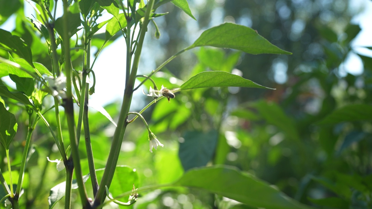 从花中采蜜的蜜蜂视频素材