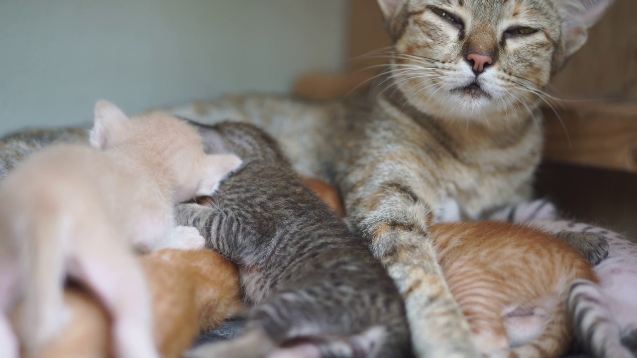 猫在家里吃妈妈的奶。泰国小猫在床上睡觉视频素材