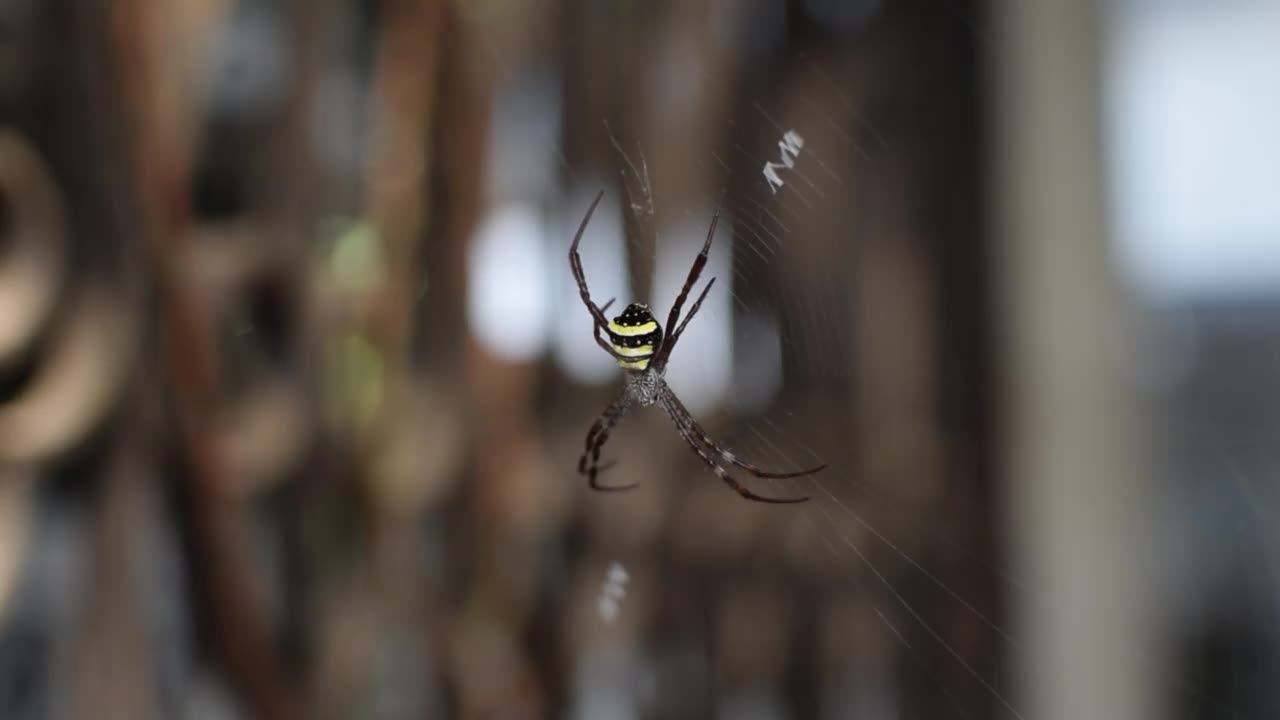 在蜘蛛网中被称为Argiope pulchella的蜘蛛视频素材