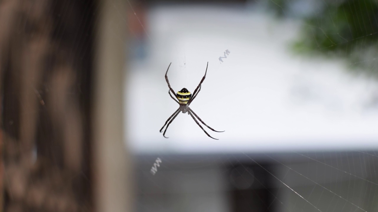 在蜘蛛网中被称为Argiope pulchella的蜘蛛视频素材