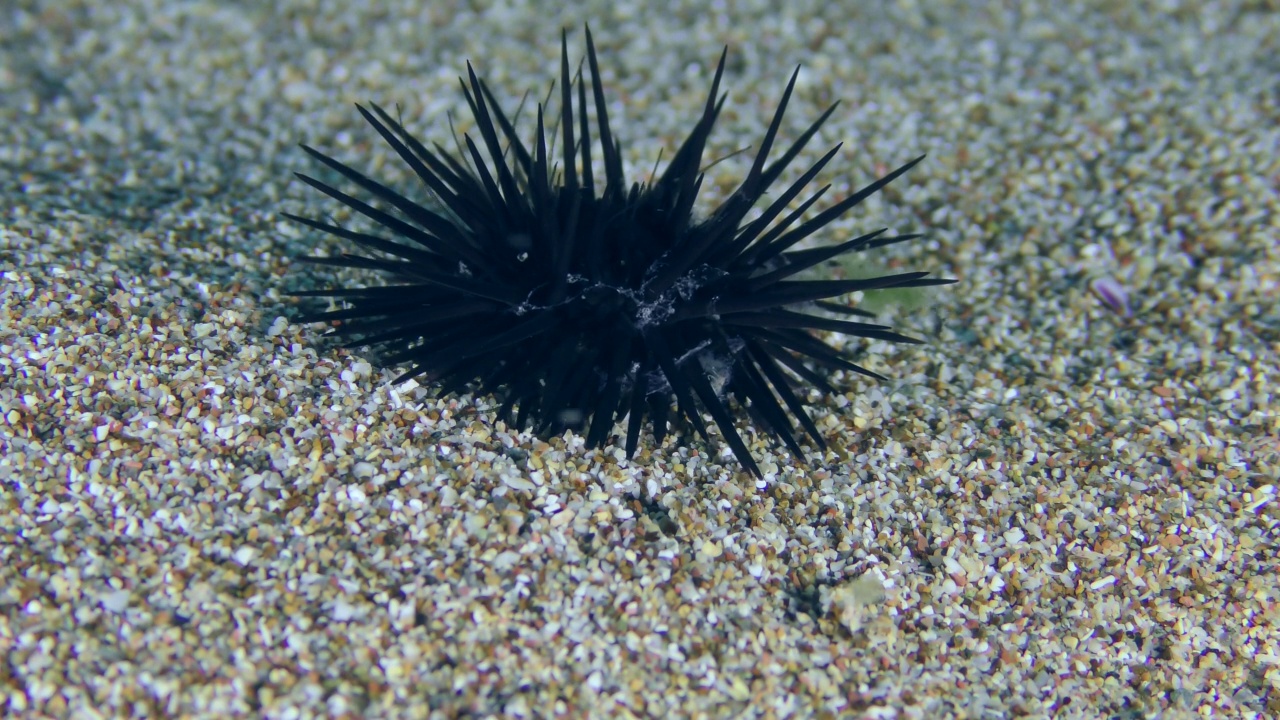 沙质海底的黑海海胆。视频素材