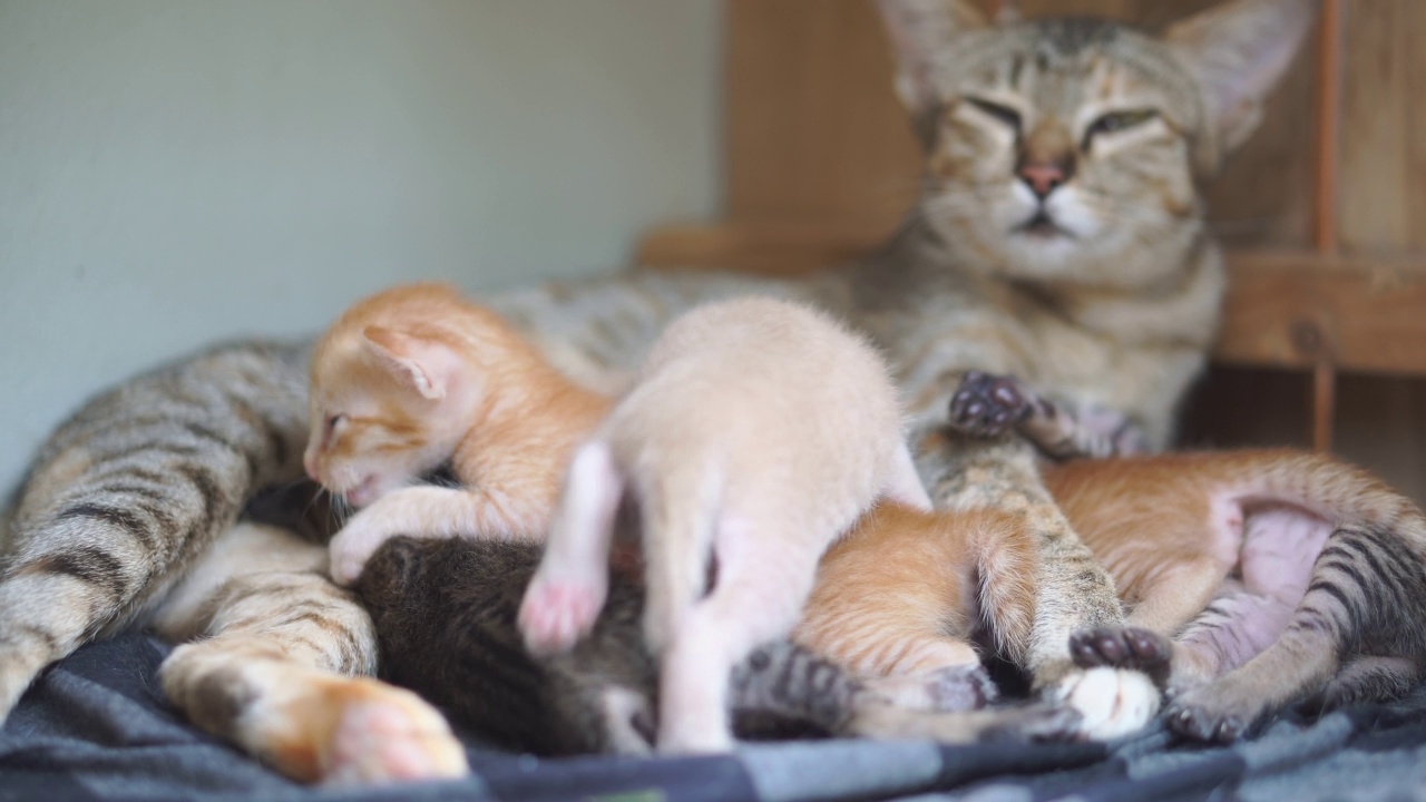 猫在家里吃妈妈的奶。泰国小猫在床上睡觉视频素材