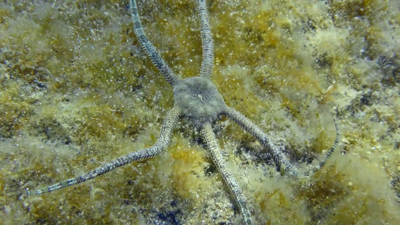 海蛇尾在海底爬行。视频素材