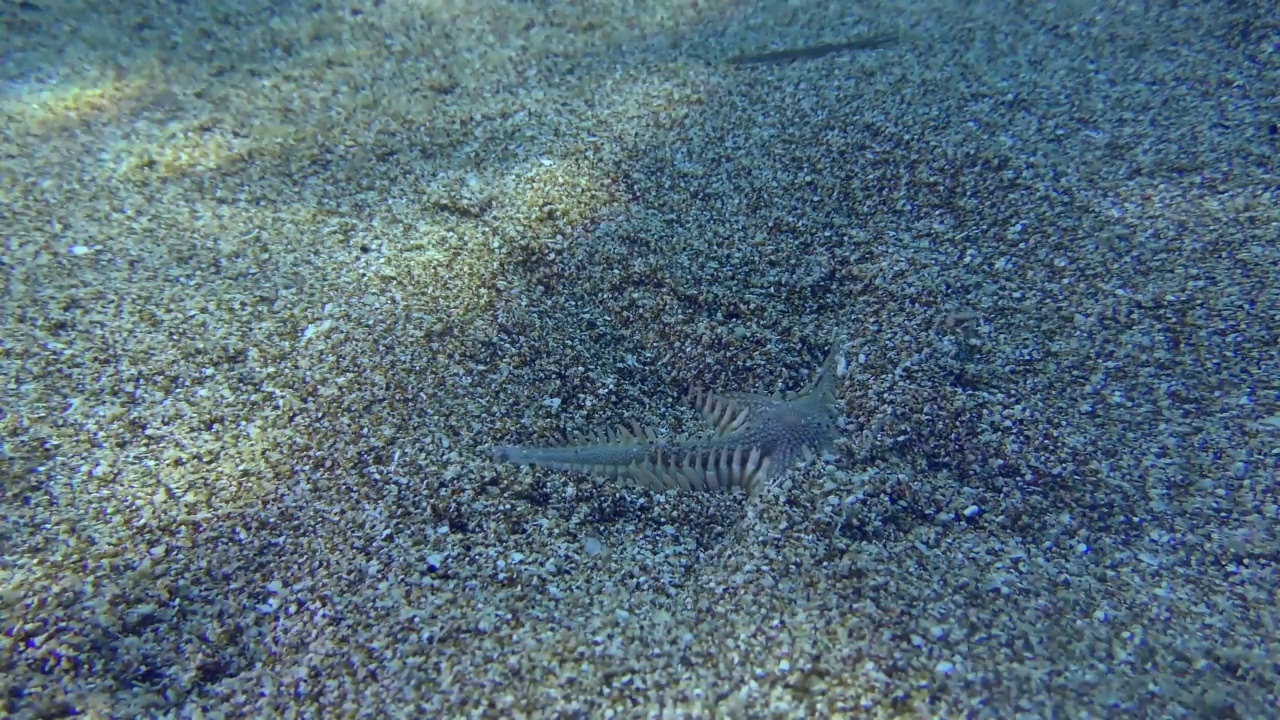 沙质海星埋在沙质土壤中。视频素材