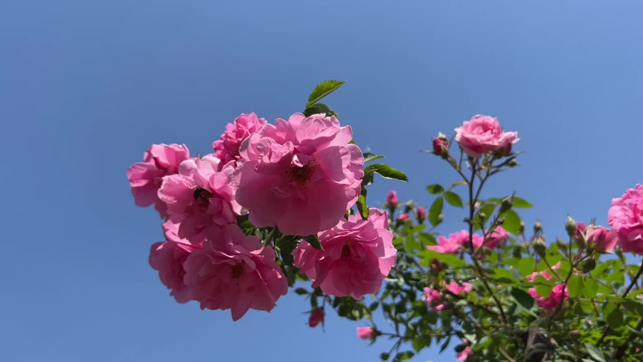 美丽的粉红色玫瑰花映衬着蓝天。视频素材