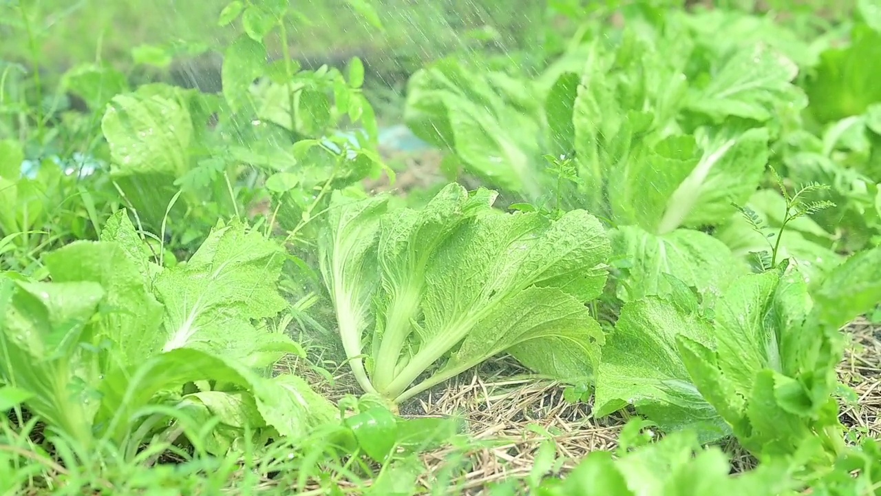 农夫为菜园浇水视频素材