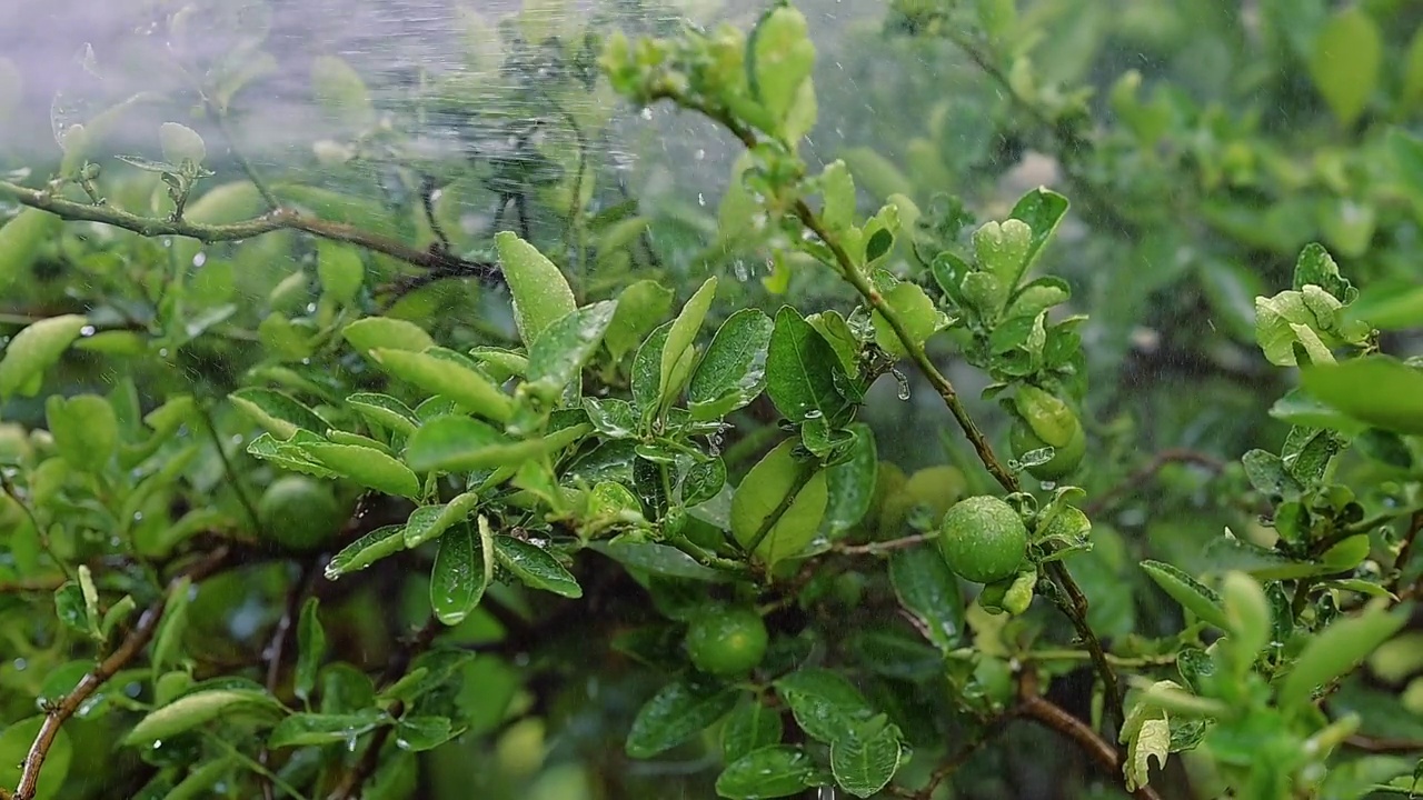 农夫在菜园里浇水视频素材