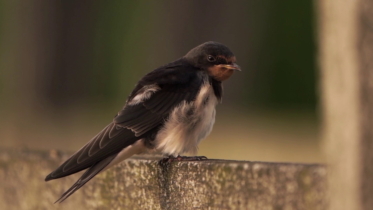 一只幼年的谷仓燕子(Hirundo rustica)在擦拭它的羽毛——慢镜头视频素材