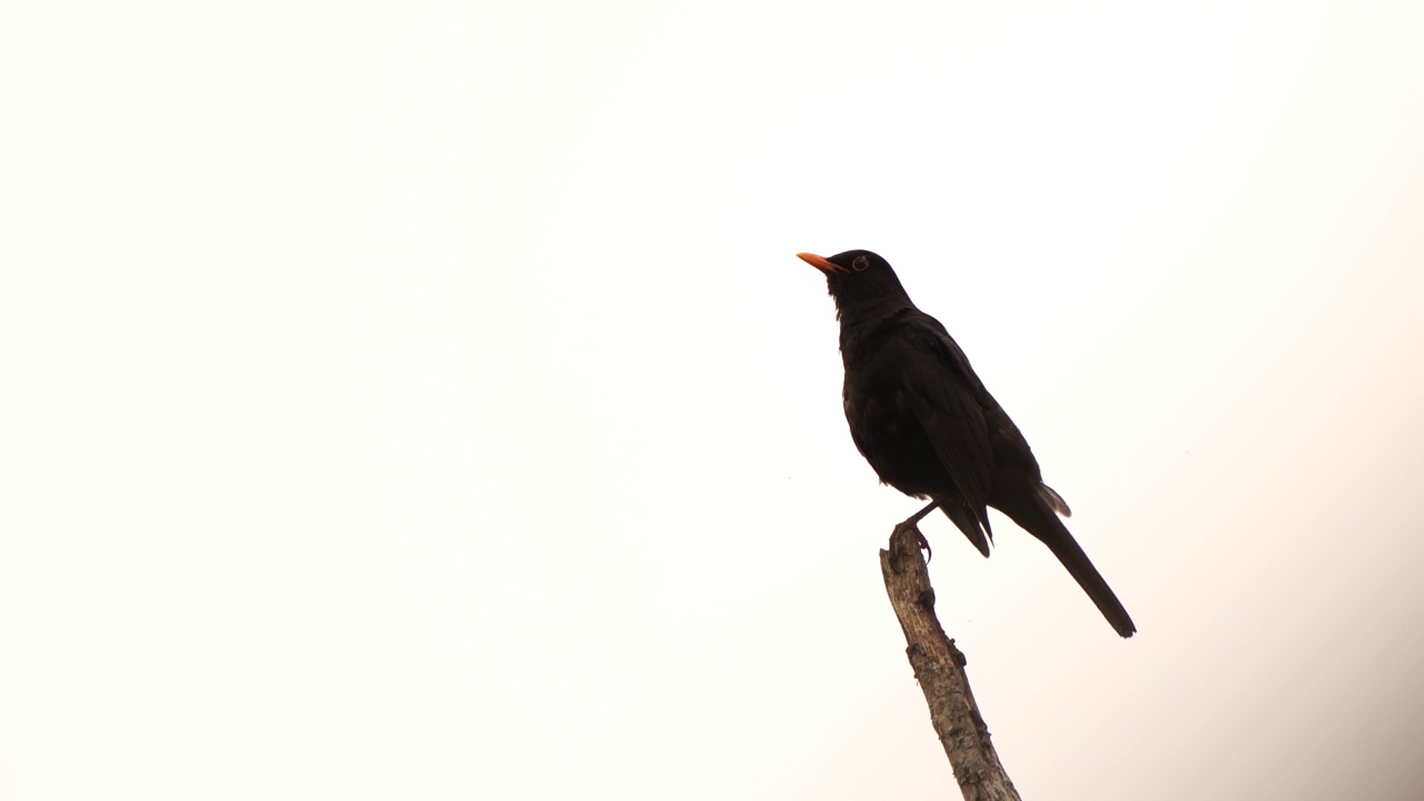 一只雄性黑鸟(Turdus merula)在一棵死树的顶部唱歌视频素材