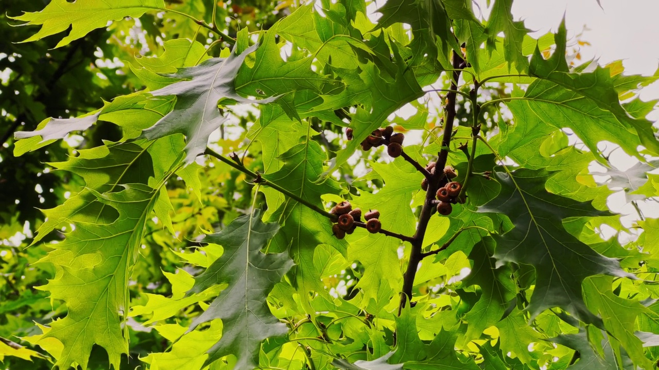 多云天气下橡树枝头上的小橡子视频素材