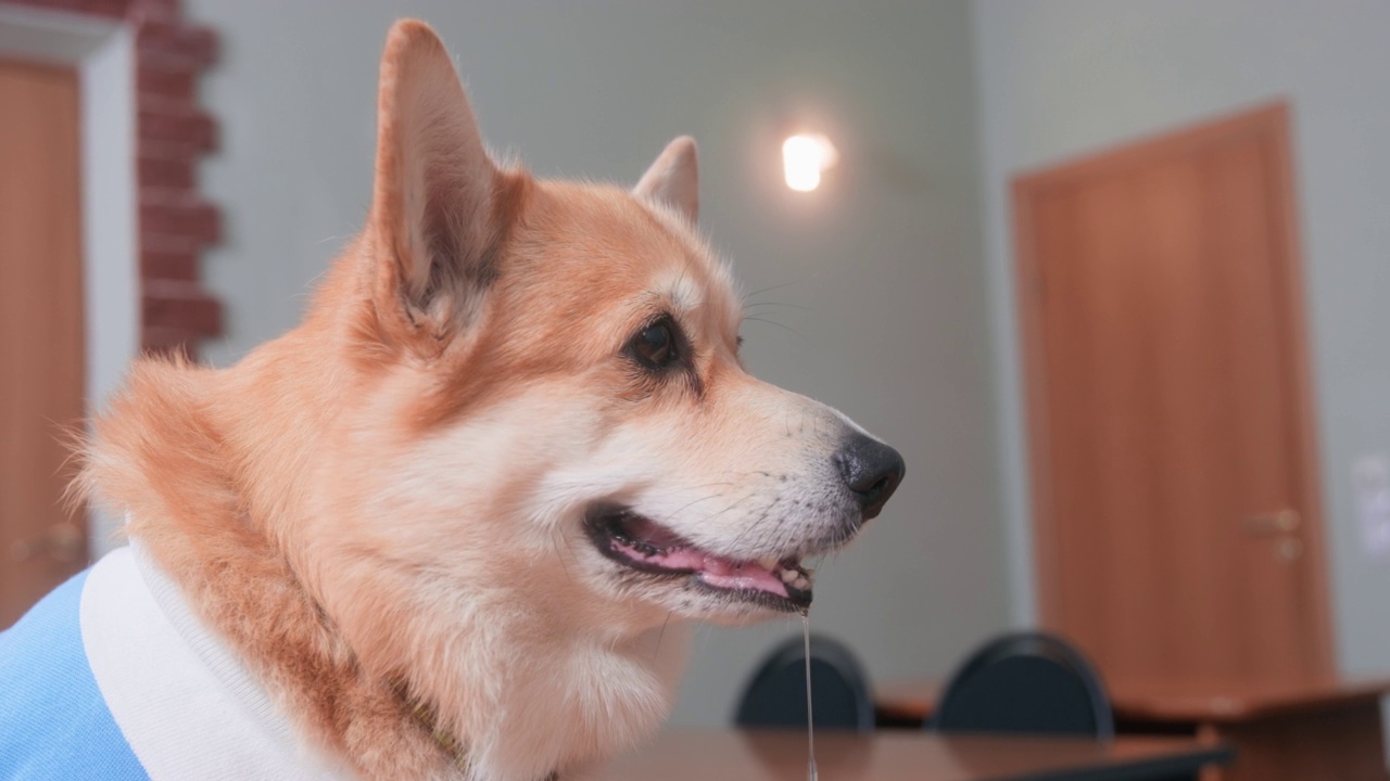 从侧面看，穿着蓝色polo衫的威尔士柯基犬或开衫狗饿得直流口水。宠物看着吃东西的主人，汪汪叫着要食物视频素材