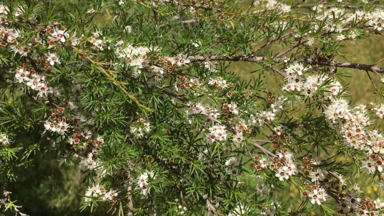 蜜蜂在卡努卡茶树上的研究视频素材