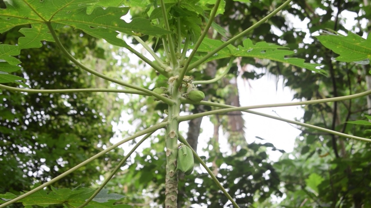 木瓜植物和水果视频素材