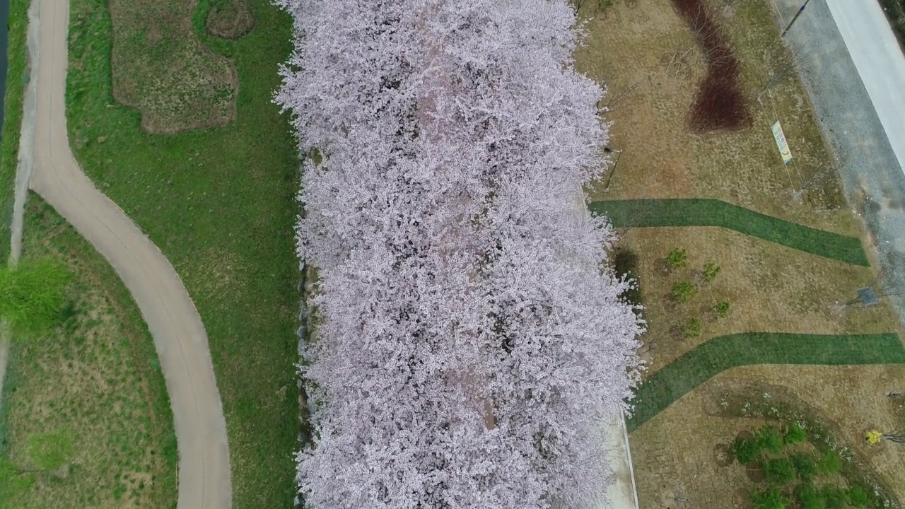 韩国全罗南道顺川市丰德区，东川川边的樱花长廊视频素材