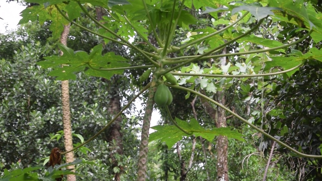 木瓜植物和水果视频下载