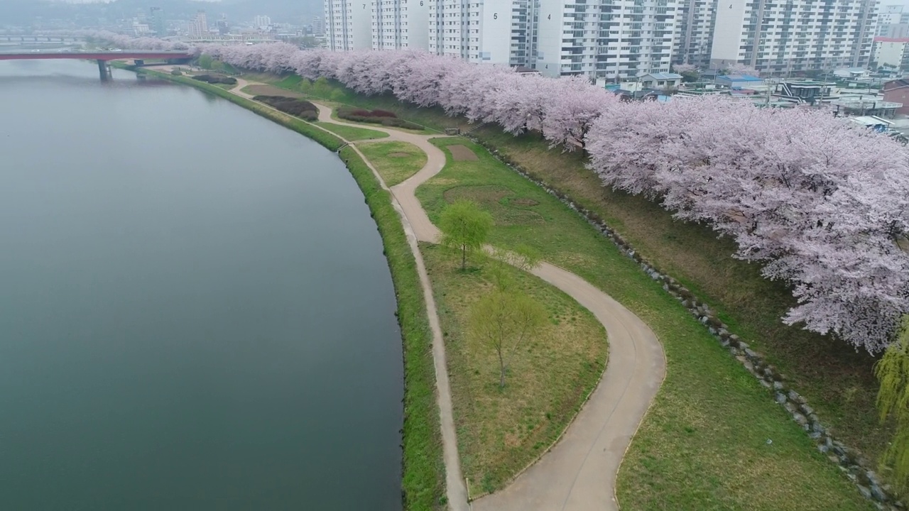 韩国全罗南道顺川市丰德区东川川景和樱花视频素材