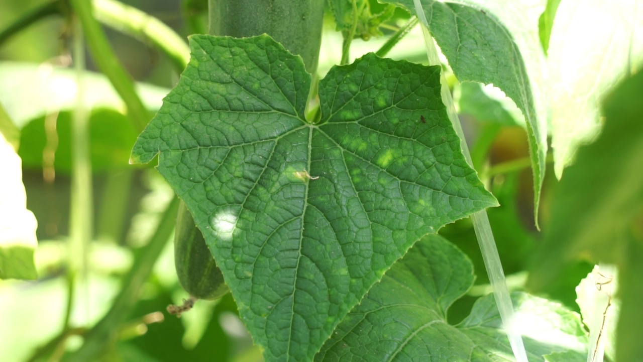 树上的黄瓜(Cucumis sativus, timun, mentimun, ketimun)叶子。生吃的黄瓜叫切黄瓜视频素材