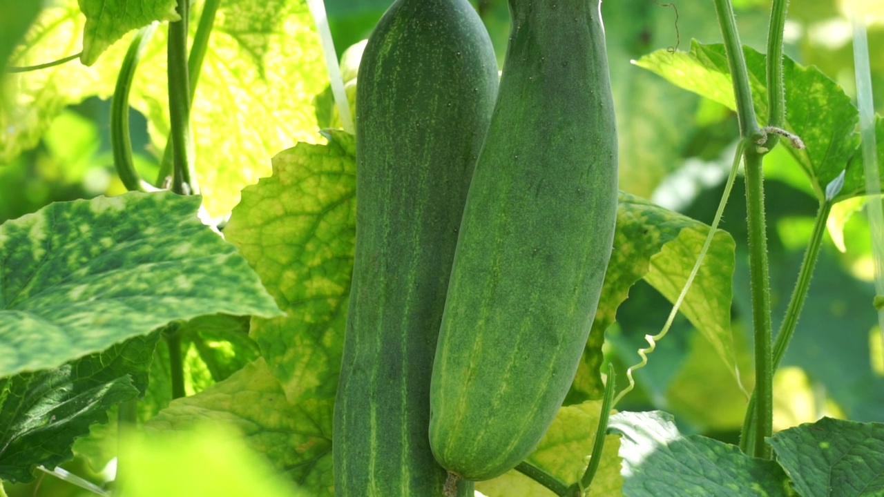 树上的黄瓜(Cucumis sativus, timun, mentimun, ketimun)。生吃的黄瓜叫切黄瓜视频素材